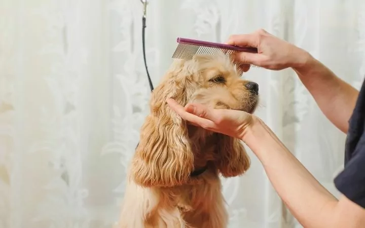 Groomer combs a dog for grooming - I Love Veterinary