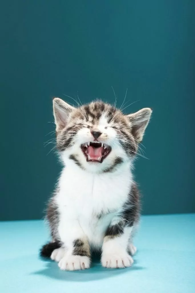 Kitten sneezing - I Love Veterinary