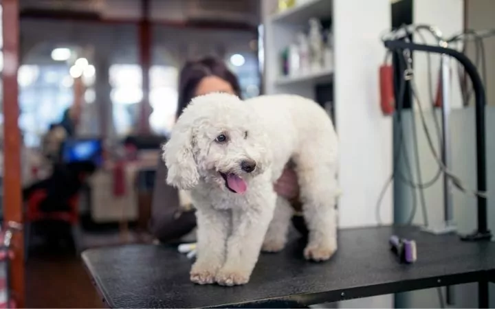 Poodle at grooming salon - I Love Veterinary