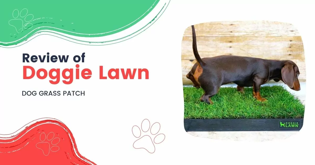 Revisão de Doggie Lawn por I Love Veterinary