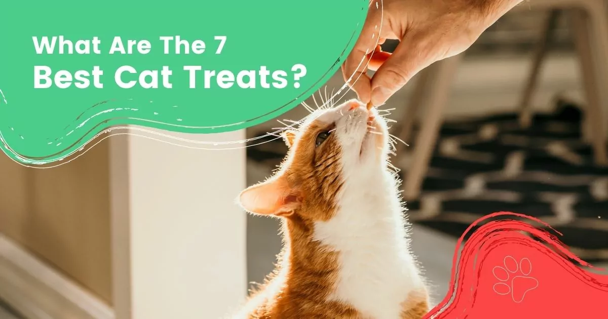 What Are The 7 best cat treats