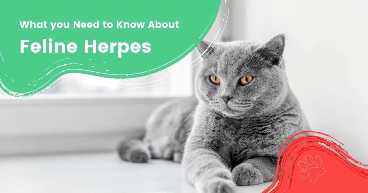What you Need to Know About Feline Herpes - I Love Veterinary