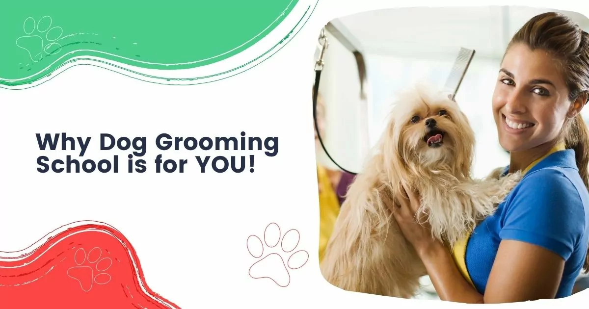 Why Dog Grooming School is for YOU - I Love Veterinary