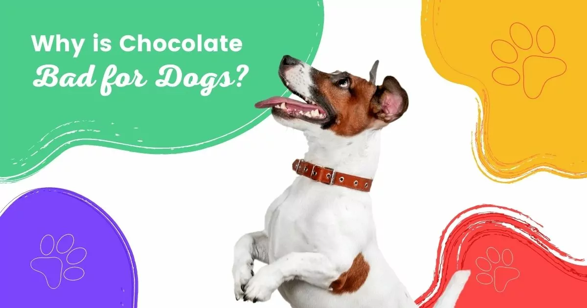 Why is Chocolate Bad for Dogs? - I Love Veterinary