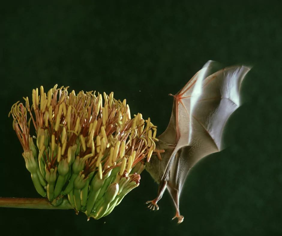 a bat pollinating a flower