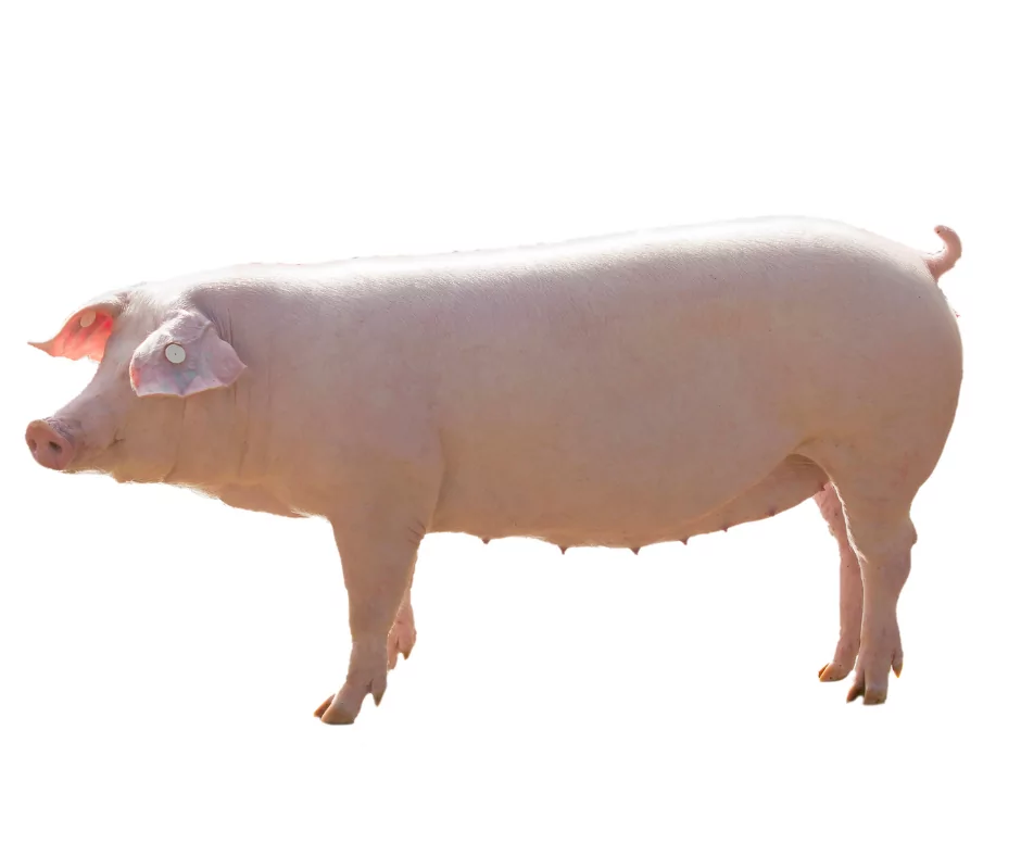 a healthy pig in good condition