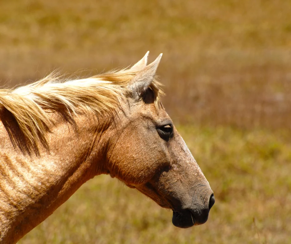 a palomino horse in a field