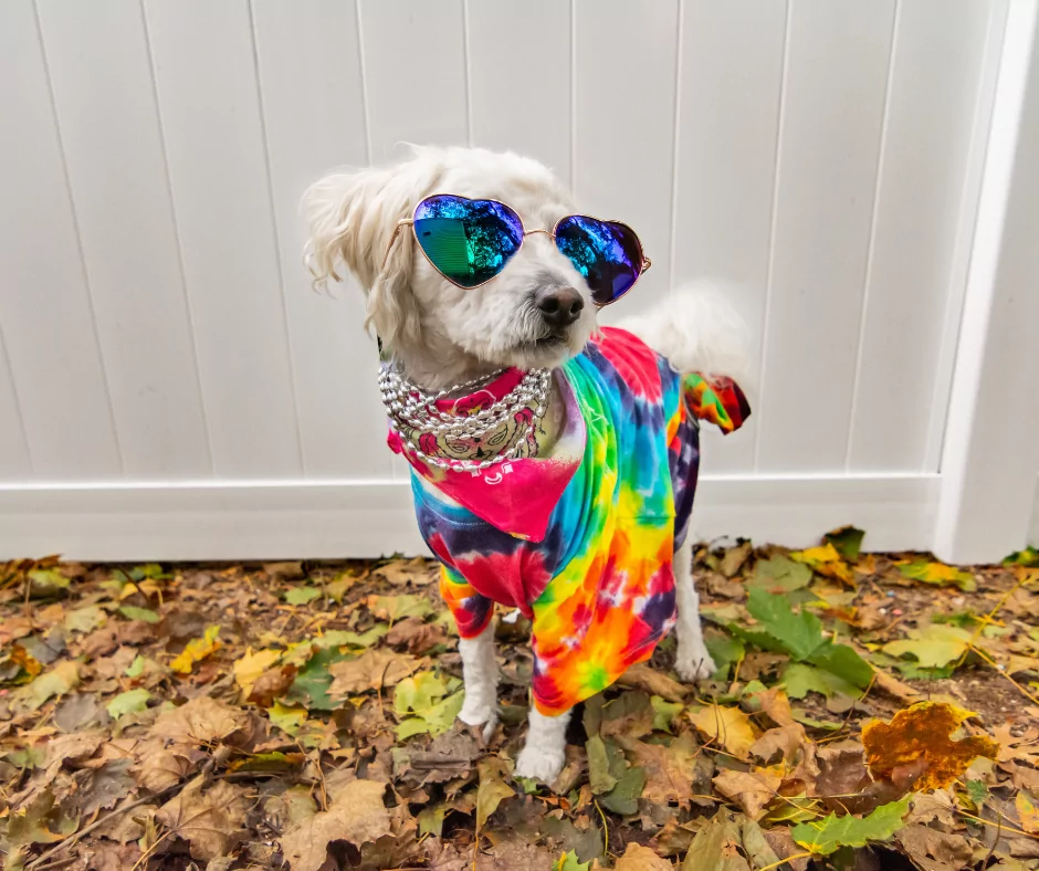 poodle dressed up as a hippie