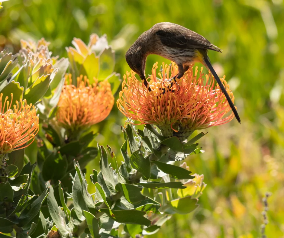 a sugar bird pollinating a protea flower