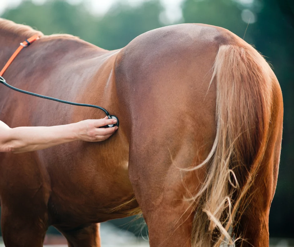 a vet examining a horse