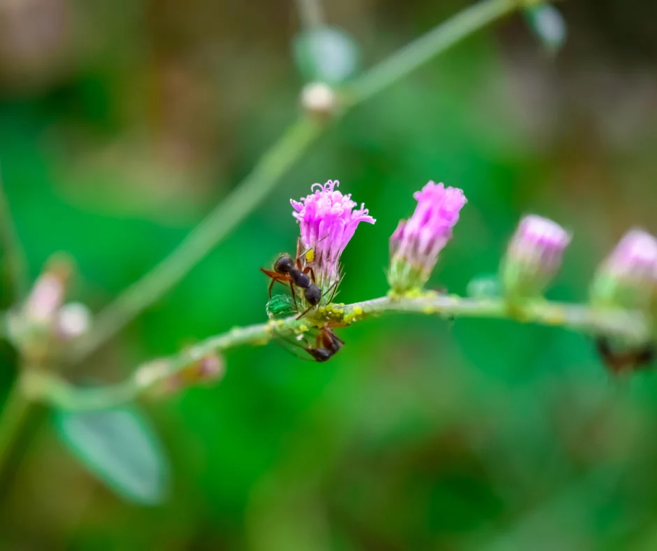 ants pollinating pink flowers