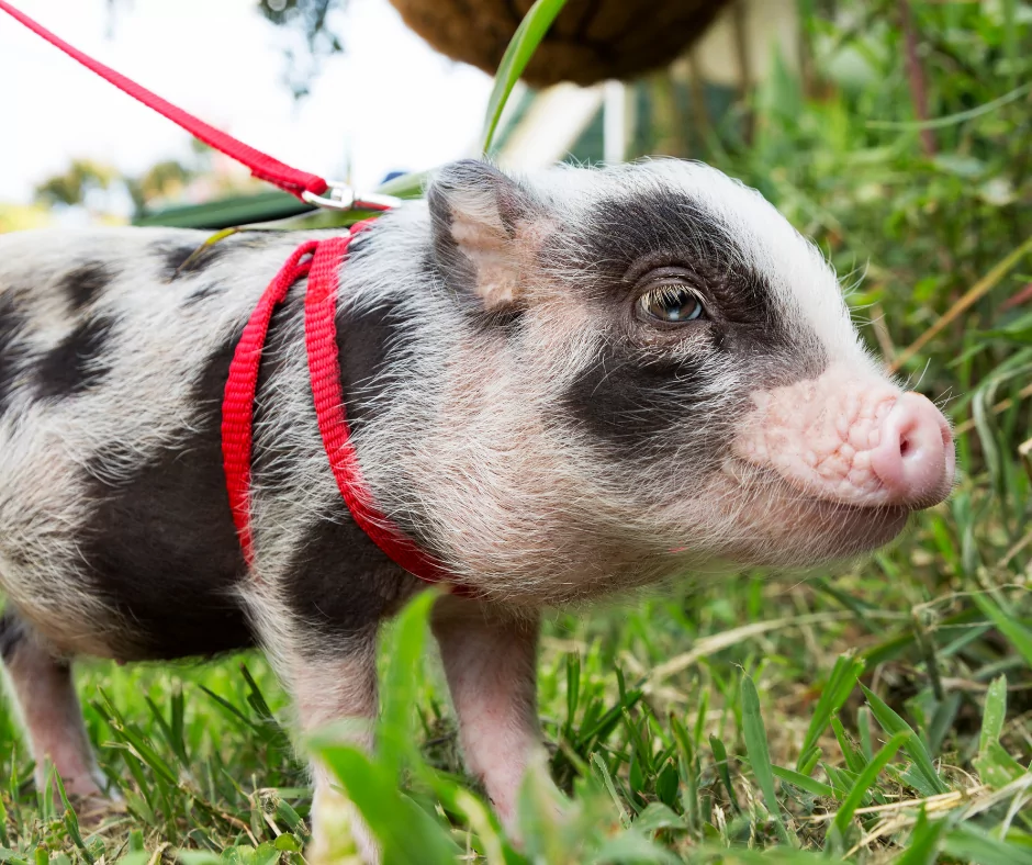 baby kune kune pig on a red leash