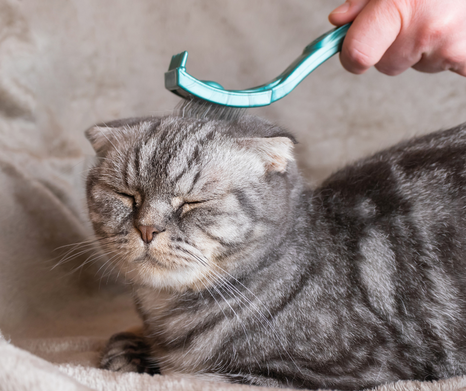 grey and black striped cat being brushed