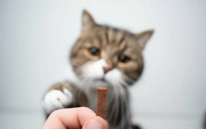 cat getting treat