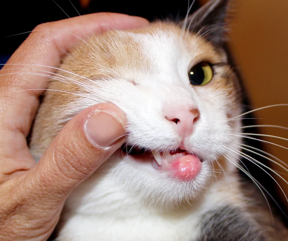 cat with allergies being examined