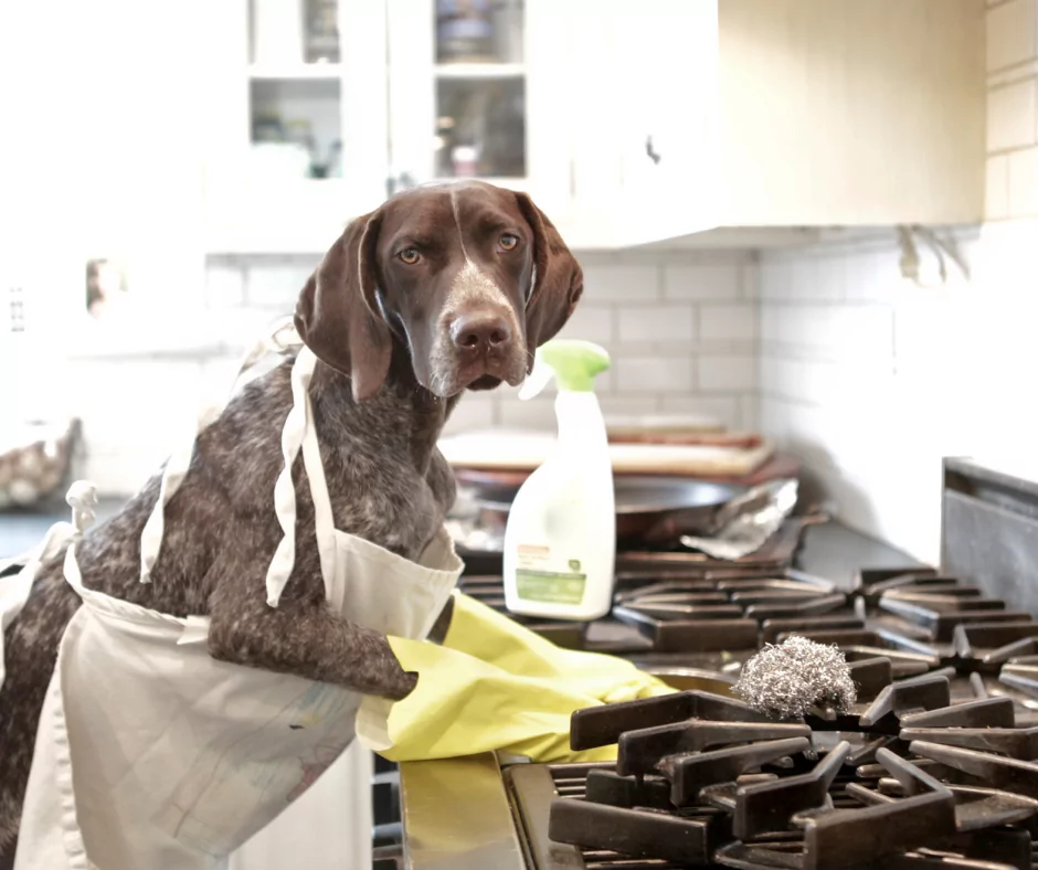 Brown and white pointer dog scrubbing a gas stove plate