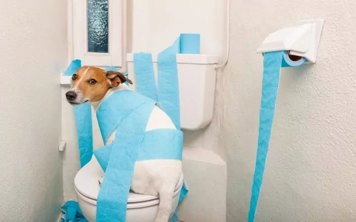 dog in toilet wrapped with toilet paper I Love Veterinary - Blog for Veterinarians, Vet Techs, Students