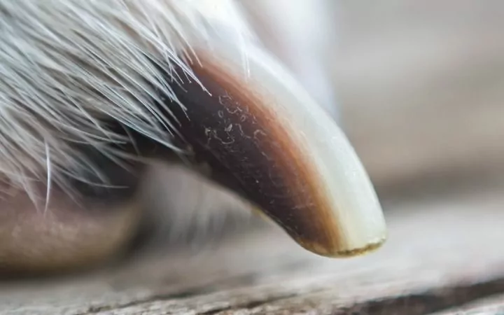dog nails close up