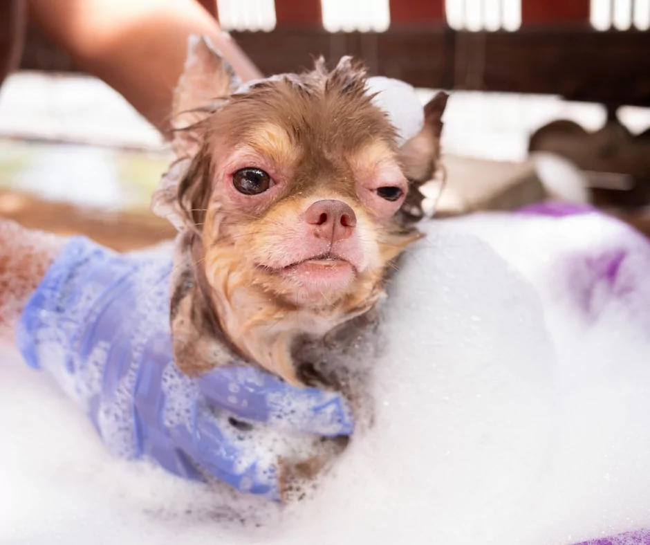 dog with an eye allergy getting a bath