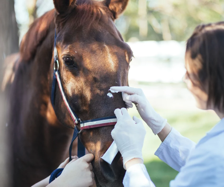 female vet treating an injured horse