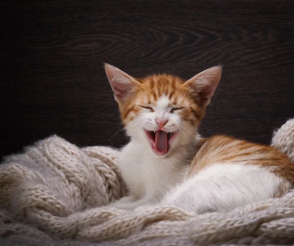 ginger kitten laughing