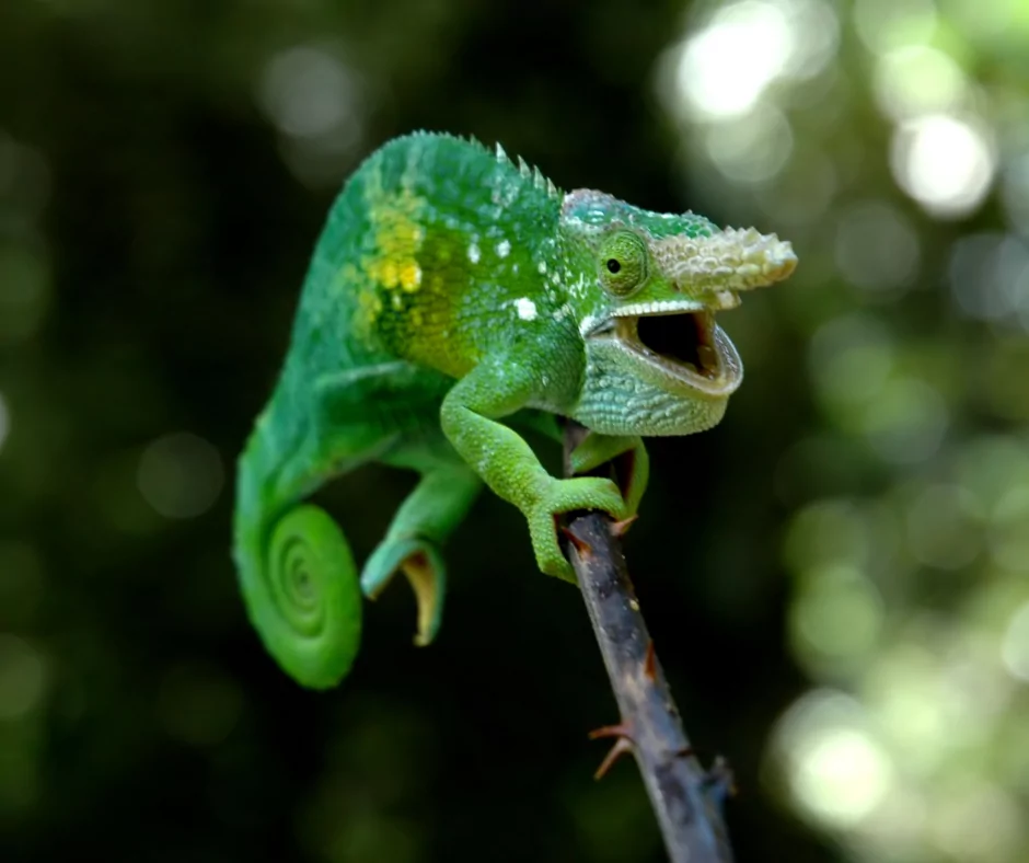 green horned chameleon sitting on a branch with its mouth open