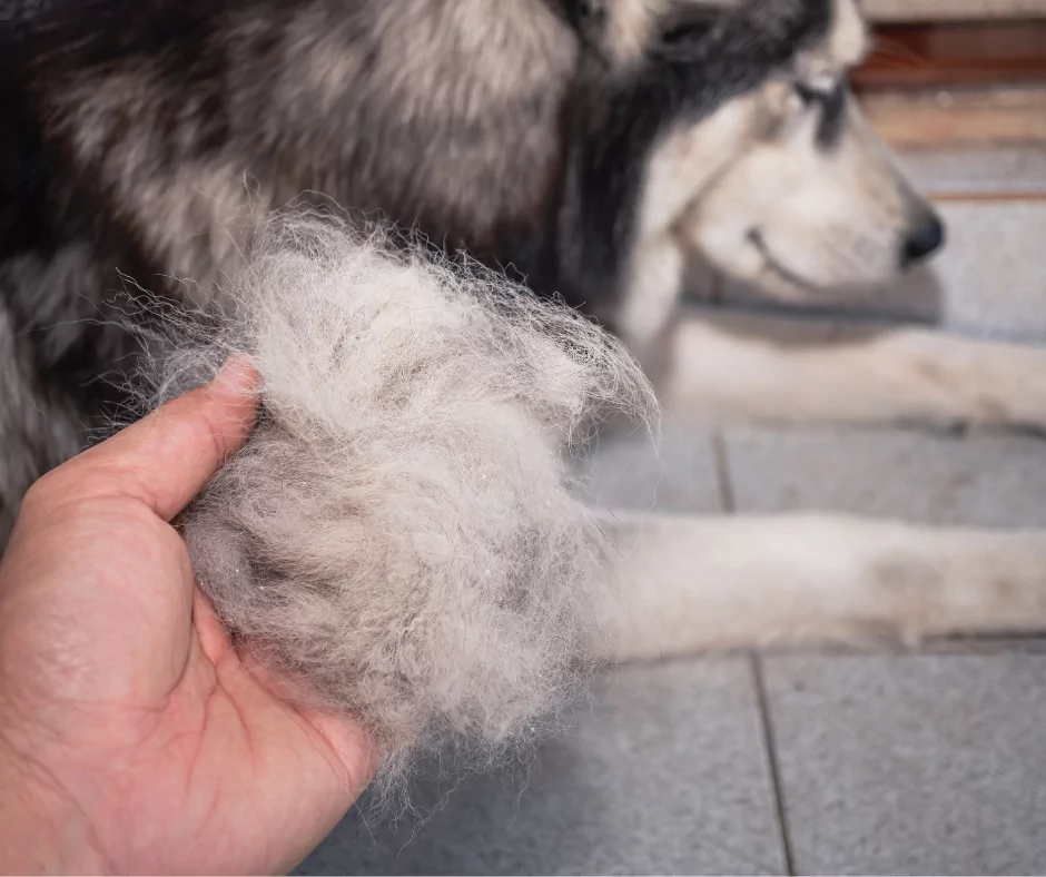 husky dog with hair loss