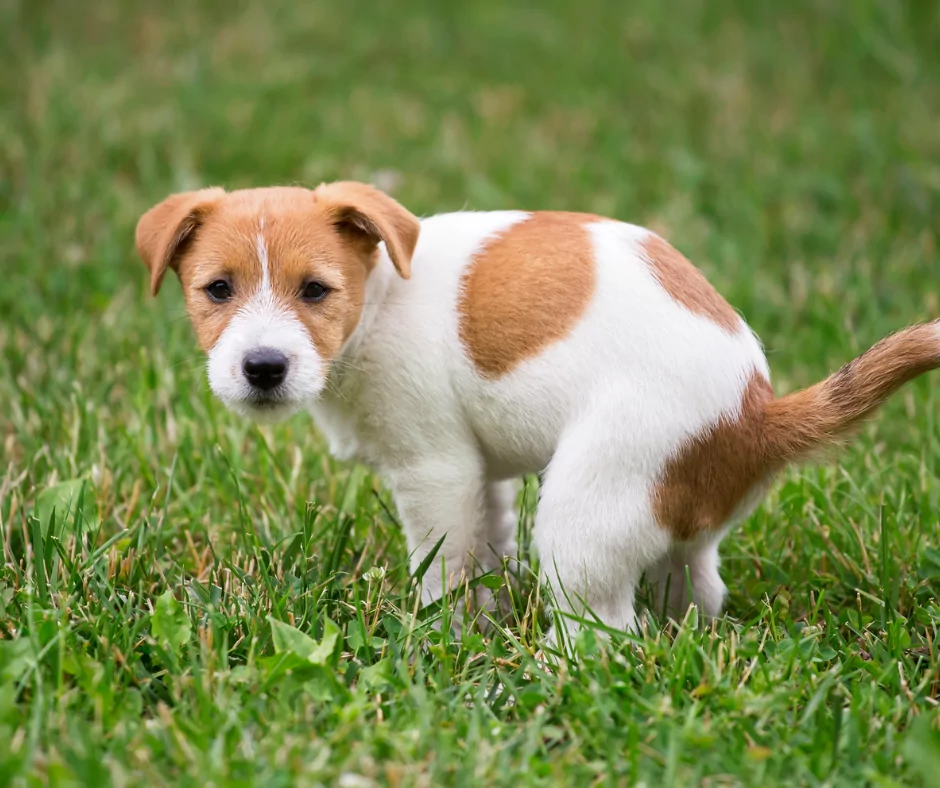 jack russell puppy pooping on grass