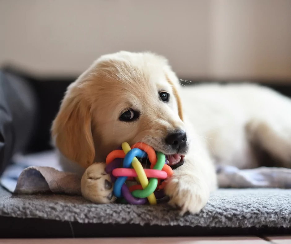 labrador puppy chewing a ball