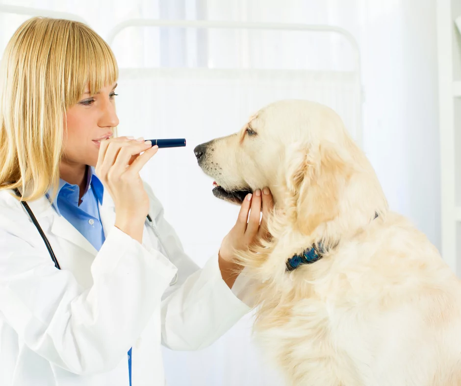 labrador receiving an eye exam from the vet