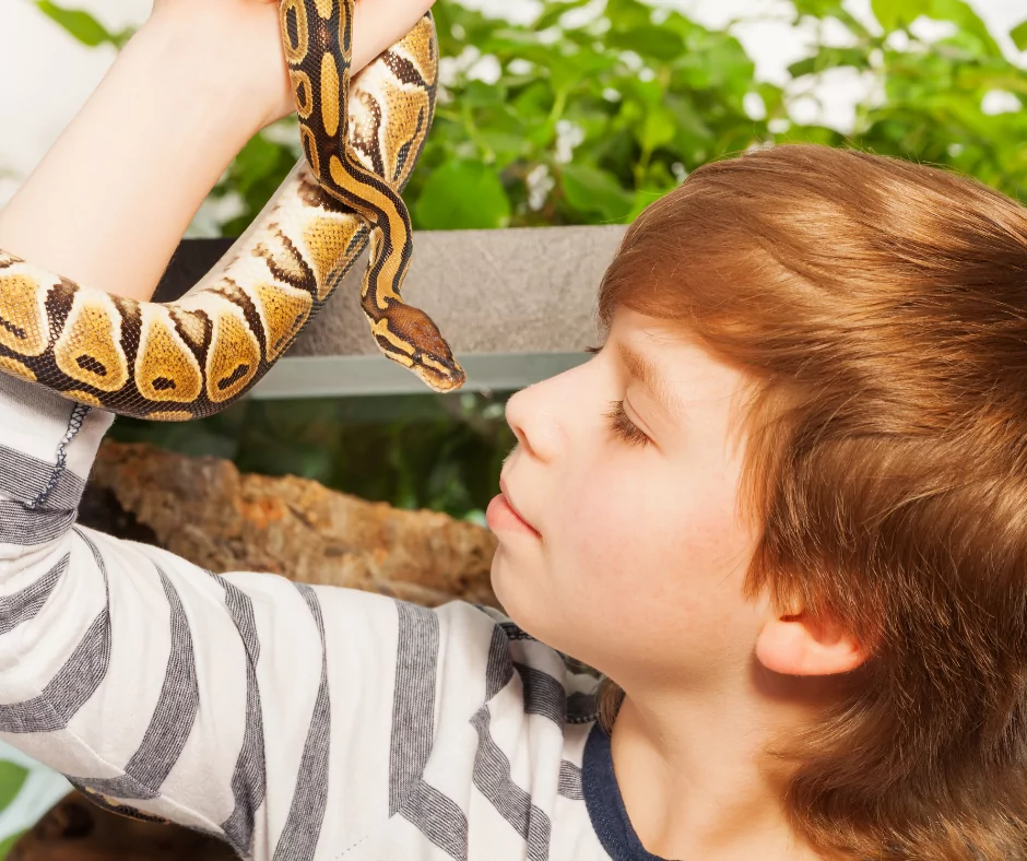 young red headed boy with his pet boa constrictor snake