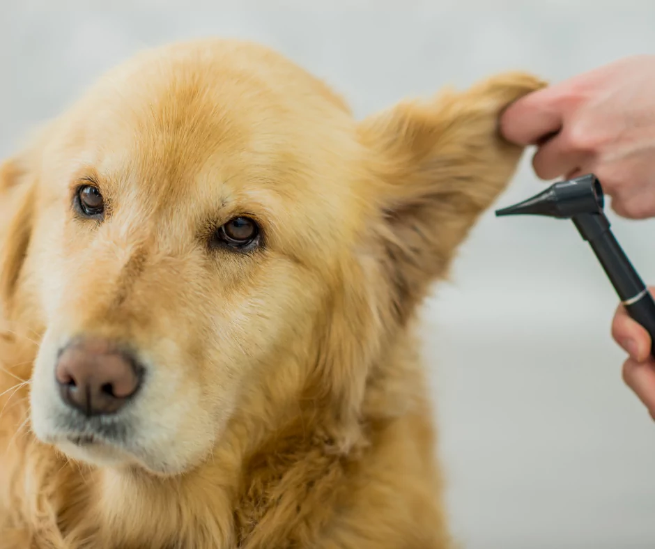 otoscope being used by a vet to examine a dog ear