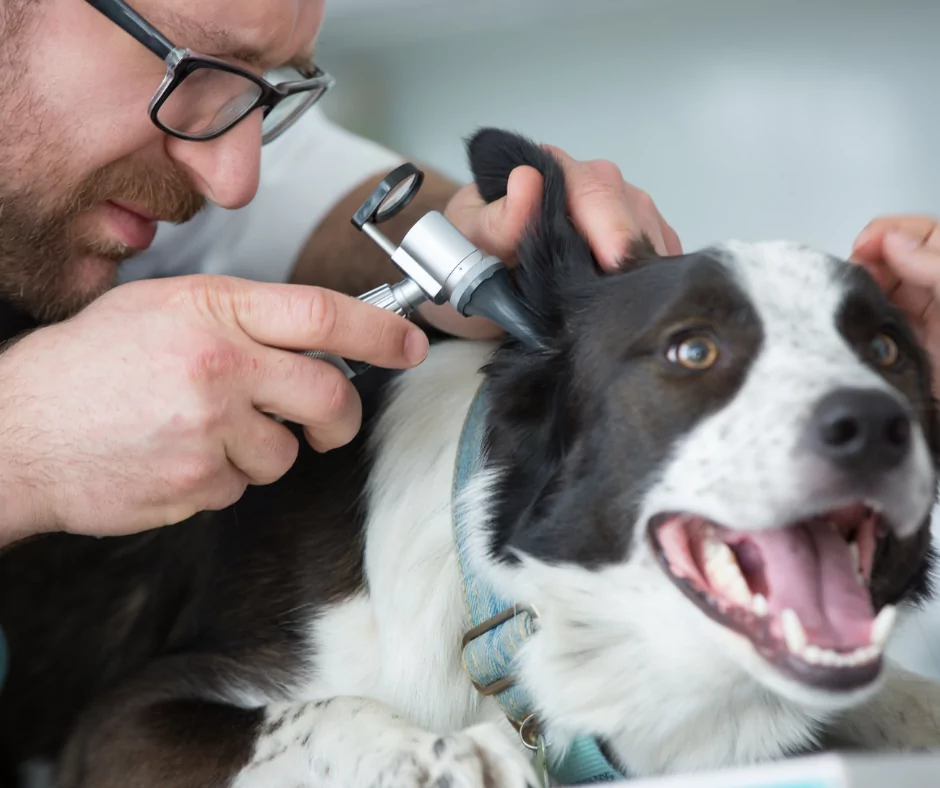 vet examining dogs ear with an otoscope I Love Veterinary - Blog for Veterinarians, Vet Techs, Students
