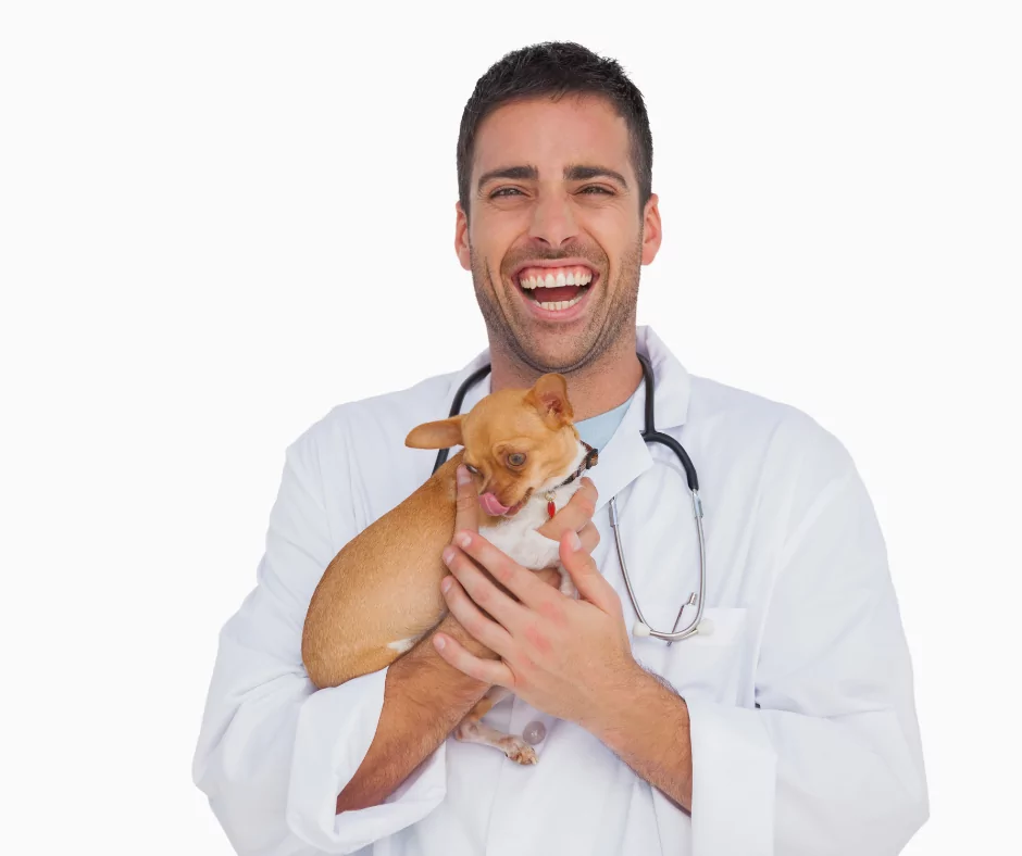 vet student holding a chihuahua laughing