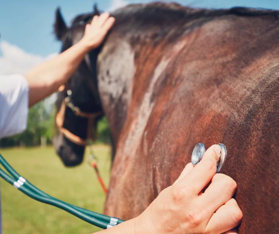 veterinary student examining a brown horse with a stethoscope