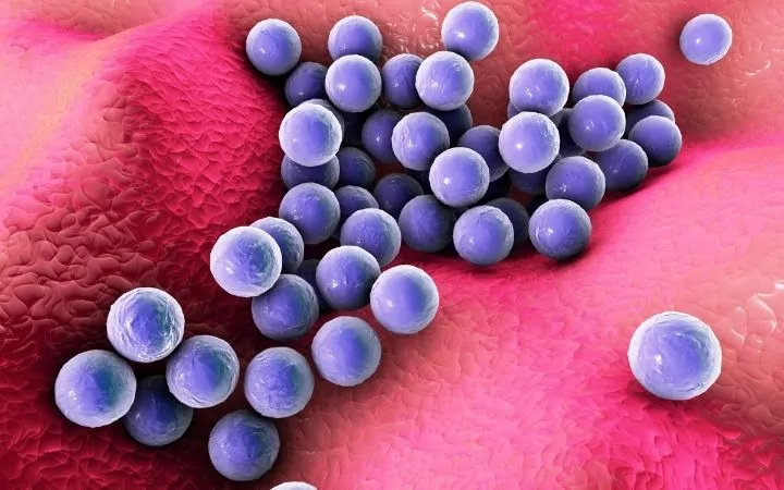 3D model of Staphylococcus - I Love Veterinary
