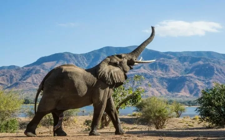 African elephant bull - I Love Veterianry