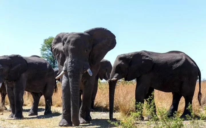 African elephant heard - I Love Veterinary