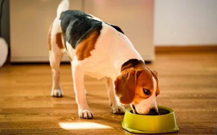 Beagle eating from a bowl - I Love Veterinary