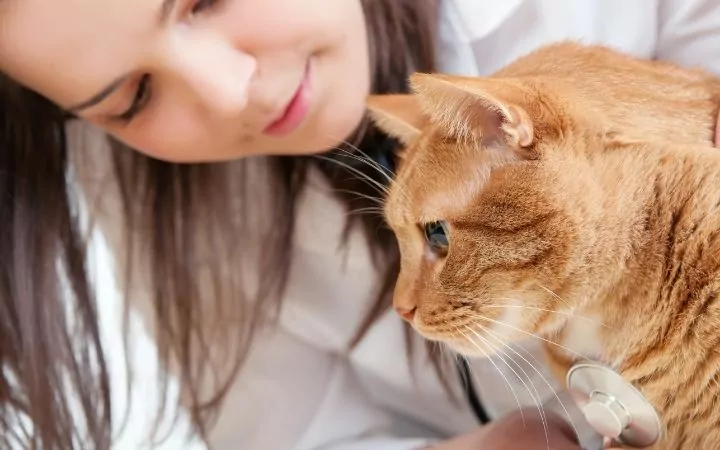Cat and vet at Vet Clinic - I Love Veterinary