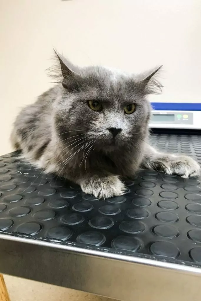 Cat at vet clinic - I Love Veterinary