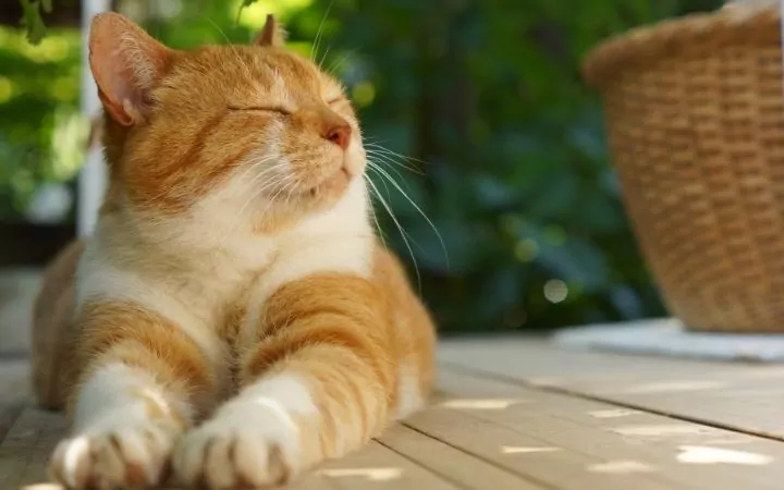 Cat relaxing outdoor - I Love Veteirnary