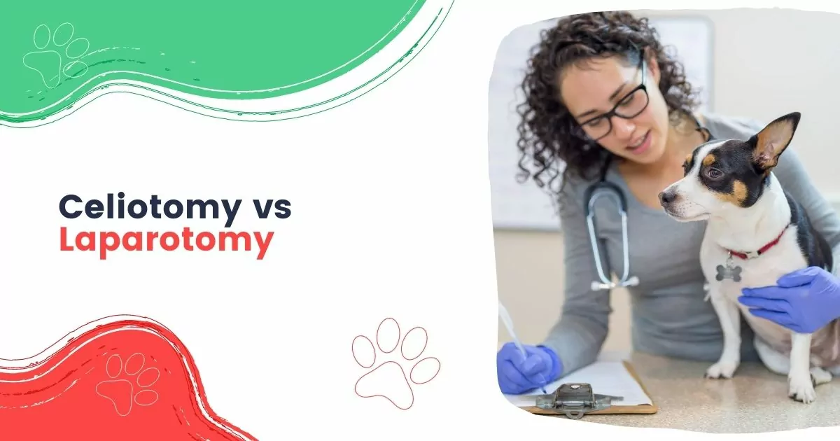 Celiotomy vs Laparotomy - I Love Veterinary
