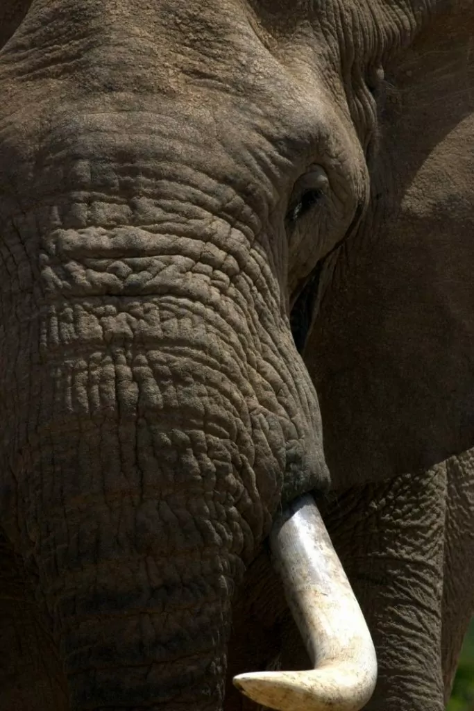 Close up of African elephant - I Love Veterinary