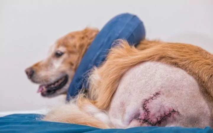Dog recovering after surgery with e-collar - I Love Veterinary