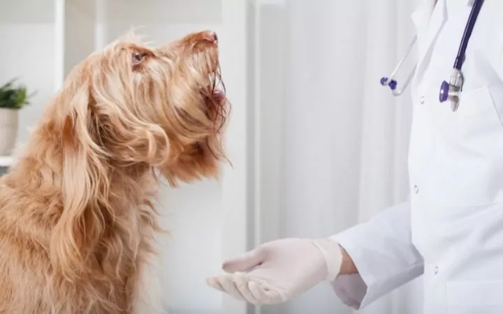 Dog and vet - I Love Veterinary