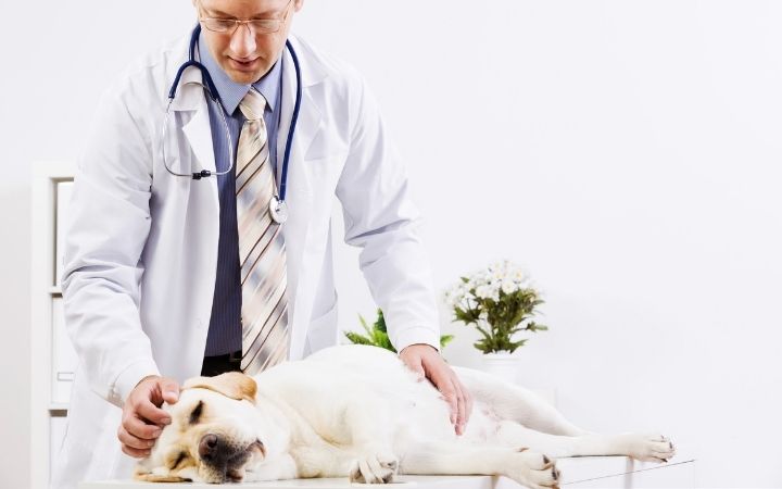 Dog at veterinarian - I Love Veterinary