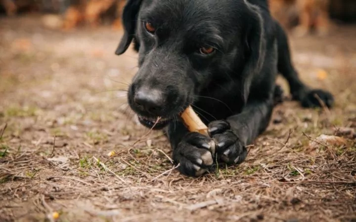Dog eating bone - I Love Veterinary