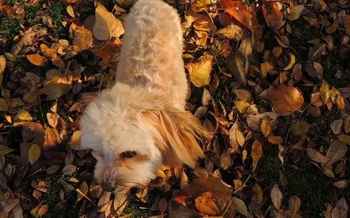 Dog in the leaf-covered field - I Love Veterinary