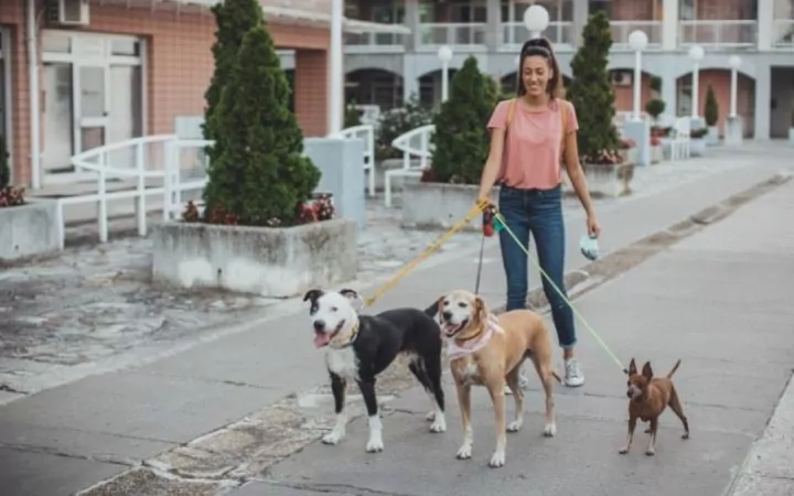 Female dog sitter walking dogs on the street - I Love Veterinary